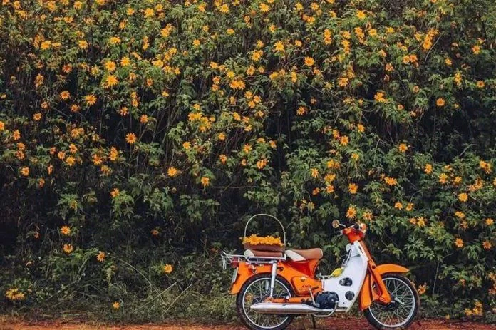 Mùa hoa dã quỳ Đà Lạt