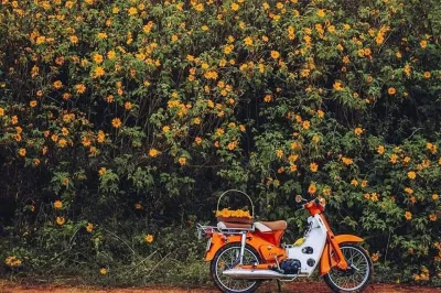 Mùa hoa dã quỳ Đà Lạt