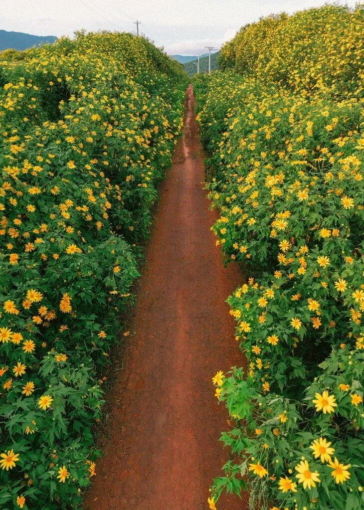 Mùa hoa dã quỳ Đà Lạt