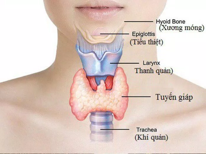 Tuyến giáp trong cơ thể (Nguồn: Internet) Tuyến giáp trong cơ thể (Nguồn: Internet)