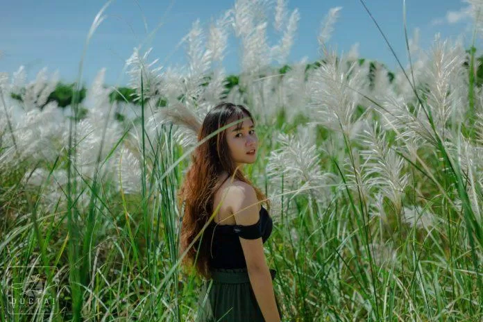 Mùa cỏ lau Đà Lạt