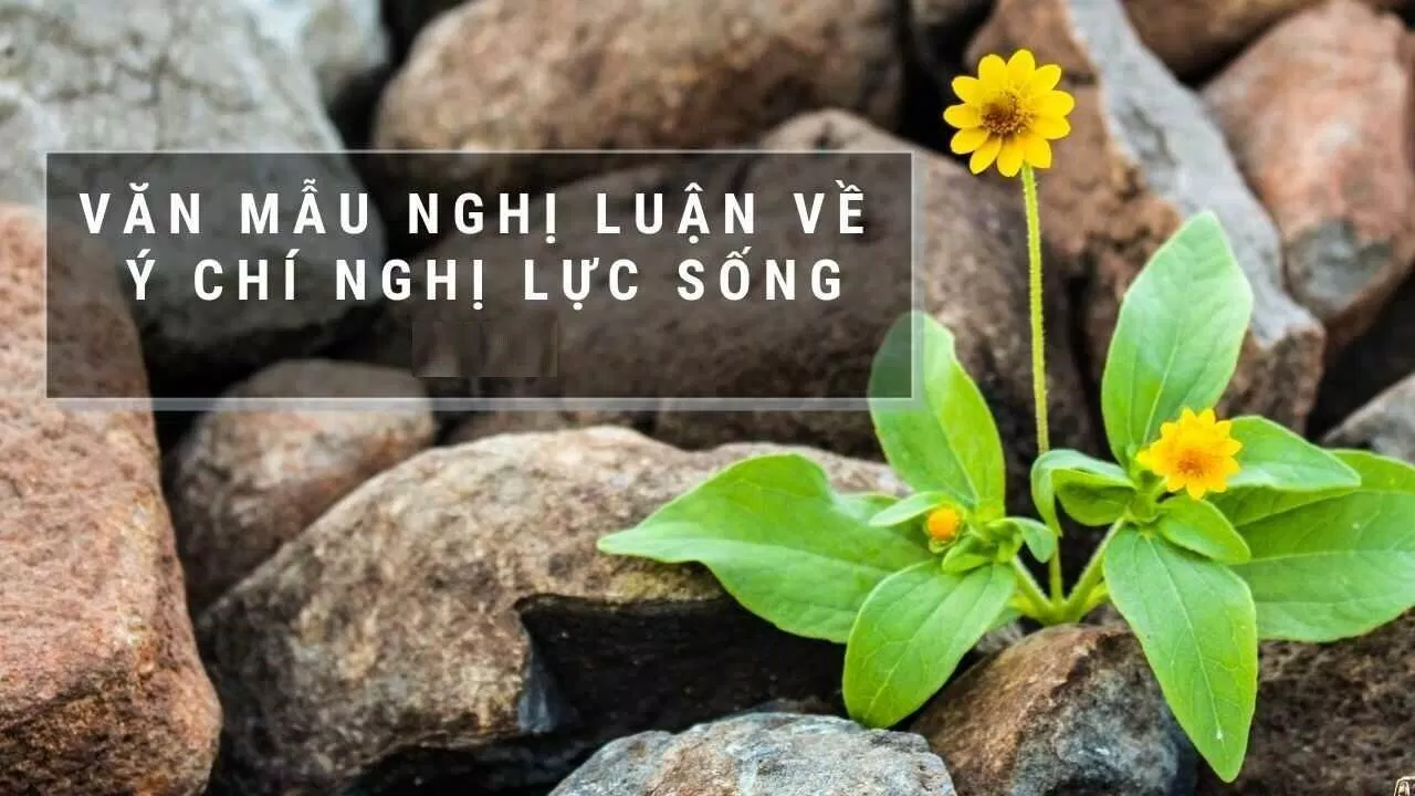 Bài văn nghị luận về ý chí nghị lực sống hay nhất. (Ảnh: Internet)