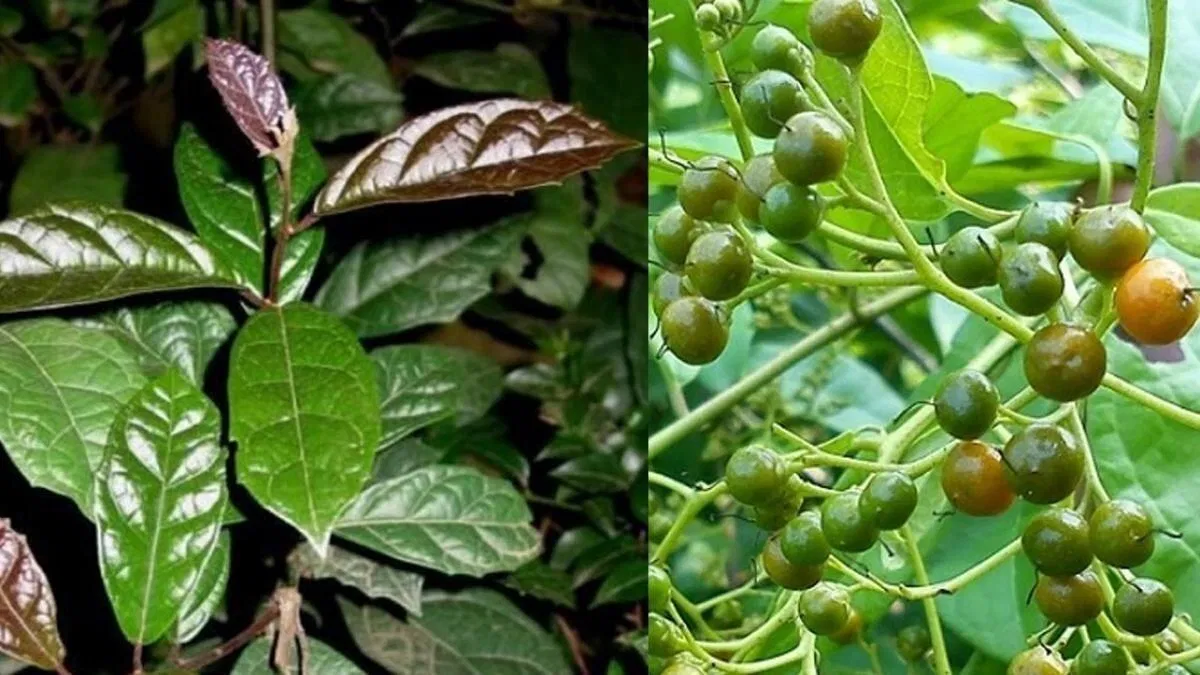 Cây xạ đen (Nguồn: Internet) Cây xạ đen (Nguồn: Internet)