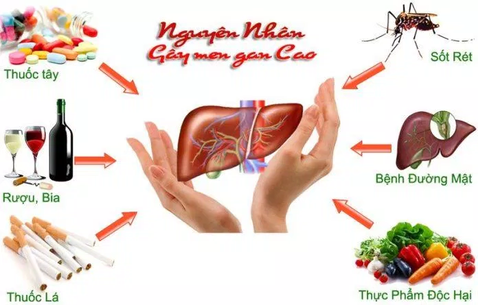 Những nguy hại ảnh hưởng đến gan (Nguồn: Internet) Những nguy hại ảnh hưởng đến gan (Nguồn: Internet)