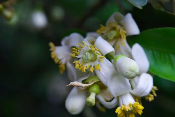 Hoa bưởi tháng 3: Cách làm hoa bưởi ngâm mật ong chữa bách bệnh cách làm công dụng hình ảnh hình ảnh Hoa bưởi hoa bưởi Hoa bưởi chữa bệnh Hoa bưởi đẹp Hoa bưởi ngâm mật ong mật ong nguyên liệu tháng 3