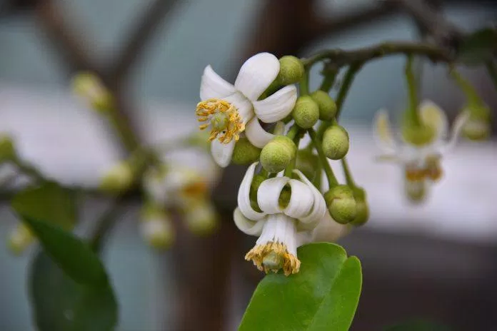 Hình ảnh hoa bưởi đẹp tháng 3