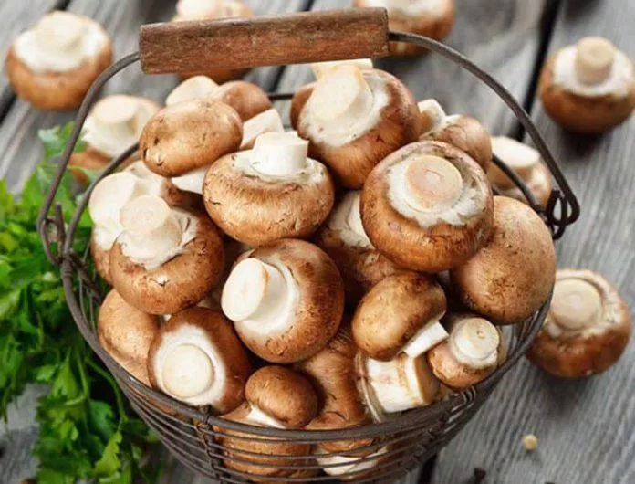 Tìm hiểu về Nấm Mỡ - Món nấm ngon và thông dụng nhất