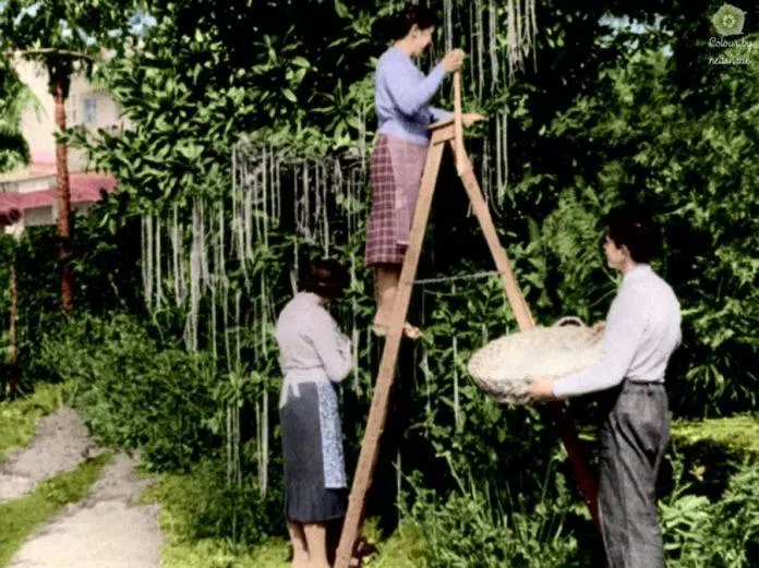 BBC lừa khán giả rằng spaghetti mọc trên cây (Ảnh: Internet) BBC lừa khán giả rằng spaghetti mọc trên cây (Ảnh: Internet)
