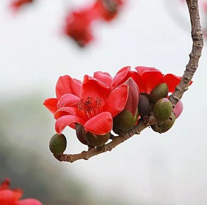 Bài thơ tháng 3 hay, lãng mạn nhất (Ảnh: Internet)