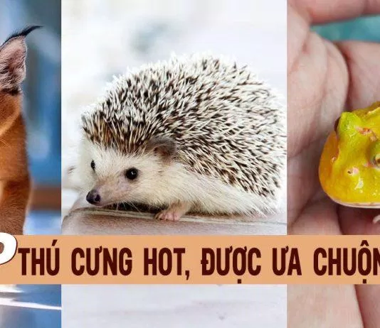 Thú cưng - BlogAnChoi Thú cưng - BlogAnChoi