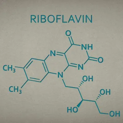 Lượng vitamin B2 nên dùng mỗi ngày khác nhau tùy theo giới tính và độ tuổi. Nguồn: Internet Lượng vitamin B2 nên dùng mỗi ngày khác nhau tùy theo giới tính và độ tuổi. Nguồn: Internet