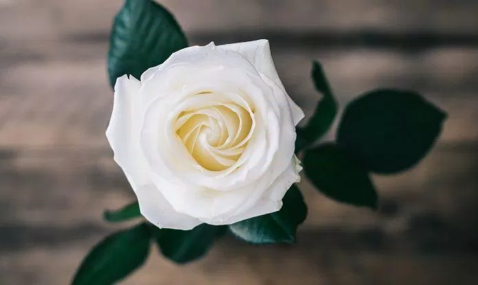 Hoa hồng trắng: Bình an, tôn kính, thiêng liêng (Ảnh: Internet)