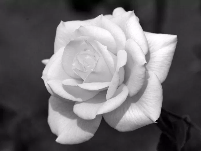 Hình ảnh hoa hồng trắng nền đen. (Ảnh: Internet)