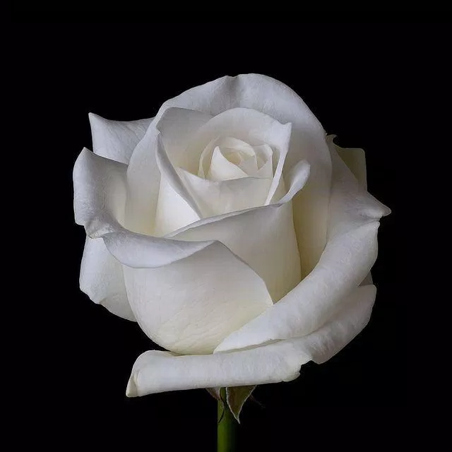 Ý nghĩa hoa hồng trắng không phải ai cũng biết: 100+ hình ảnh hoa hồng trắng đẹp nhất bình an bông hồng trắng bông hồng trắng có ý nghĩa gì bông hồng trắng nền đen đam mê hình ảnh hoa hồng hoa hồng trắng Màu hồng Màu tím năng lượng ngọt ngào niềm vui quyến rũ sang trọng thay đổi tin tưởng tình bạn tình yêu tôn trọng tuổi trẻ ý nghĩa hoa hồng trắng
