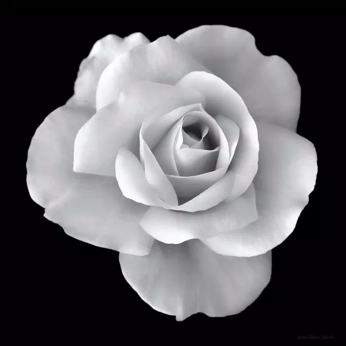 Hình ảnh hoa hồng trắng nền đen. (Ảnh: Internet)