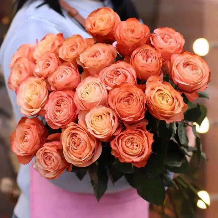 Ý nghĩa hoa hồng đào: Sự chân thành và lòng biết ơn