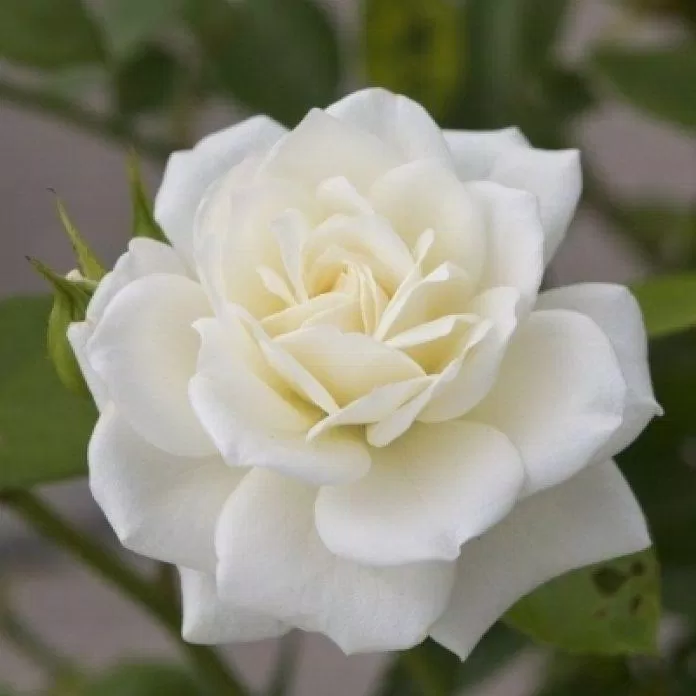 Ý nghĩa hoa hồng trắng là gì? (Ảnh