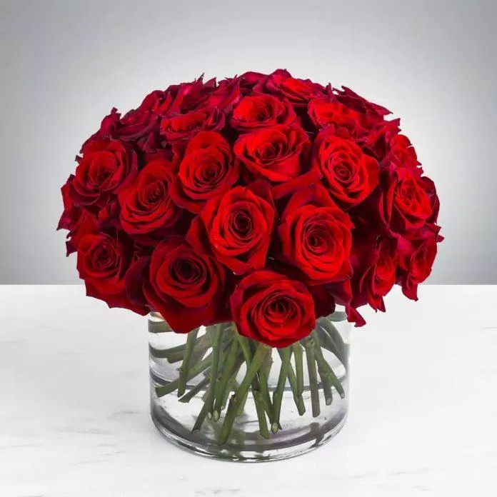 Ý nghĩa hoa hồng đỏ: Tình yêu và đam mê
