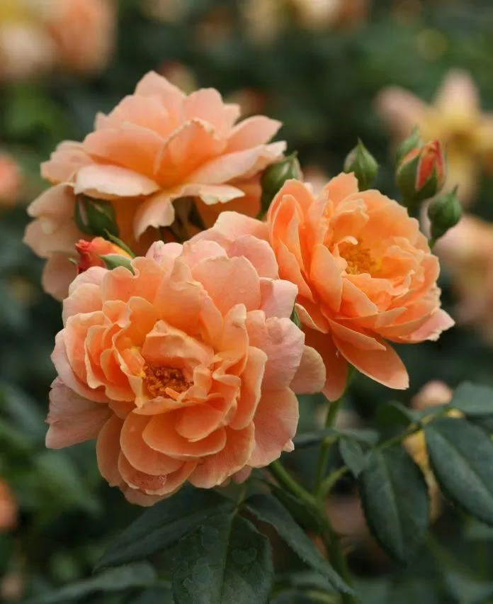 Ý nghĩa hoa hồng cam: Năng Lượng và Khát Vọng