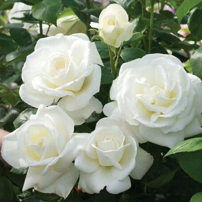 Ý nghĩa số lượng bông hoa hồng trắng