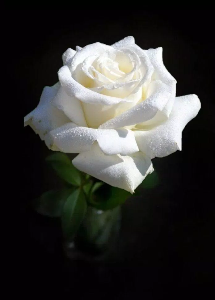 Ý nghĩa hoa hồng trắng không phải ai cũng biết: 100+ hình ảnh hoa hồng trắng đẹp nhất bông hồng trắng bông hồng trắng có ý nghĩa gì bông hồng trắng nền đen hoa hồng trắng ý nghĩa hoa hồng trắng