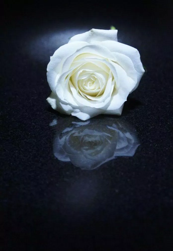 Ý nghĩa hoa hồng trắng không phải ai cũng biết: 100+ hình ảnh hoa hồng trắng đẹp nhất bông hồng trắng bông hồng trắng có ý nghĩa gì bông hồng trắng nền đen hoa hồng trắng ý nghĩa hoa hồng trắng