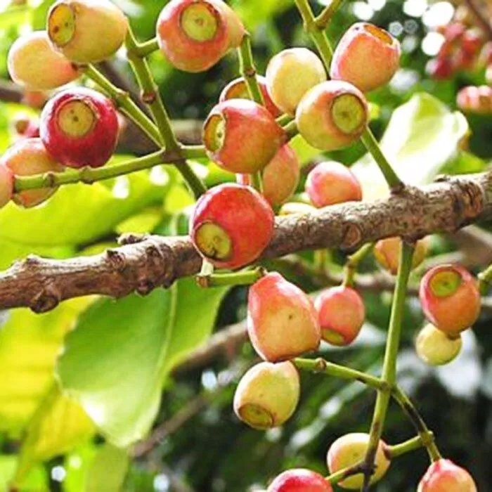 Ngăn ngừa oxy hoá (Nguồn: Internet) Ngăn ngừa oxy hoá (Nguồn: Internet)