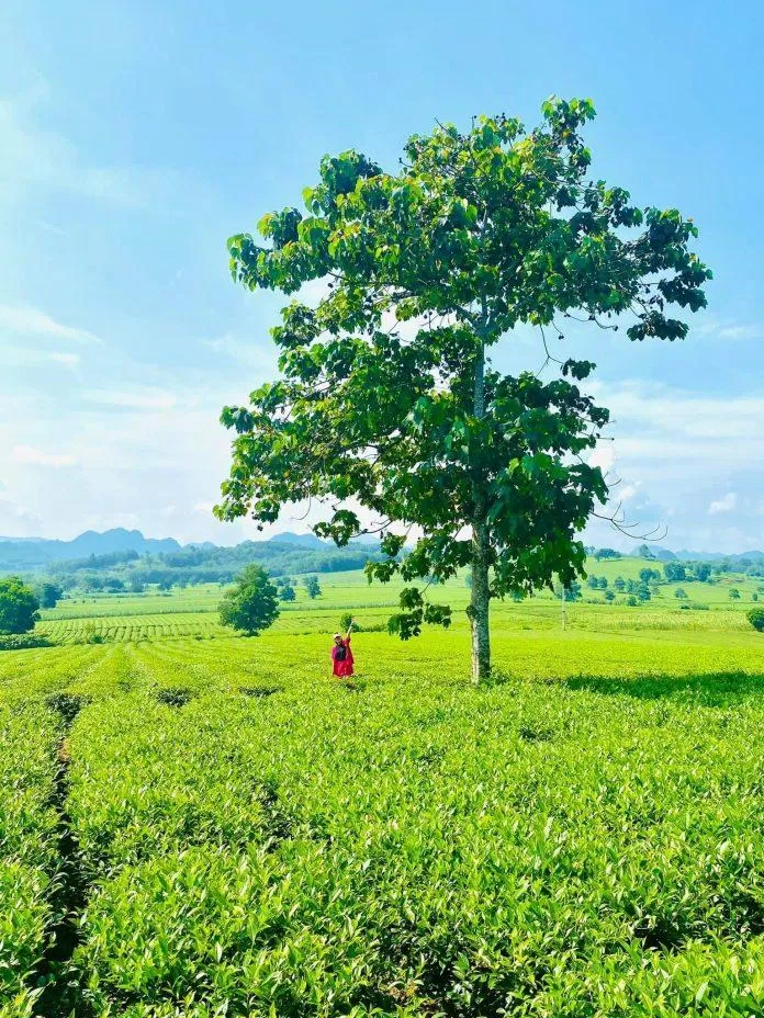 Mang một vẻ đẹp nên thơ, tuyệt tác của tạo hoá (Ảnh: Internet) Mang một vẻ đẹp nên thơ, tuyệt tác của tạo hoá (Ảnh: Internet)