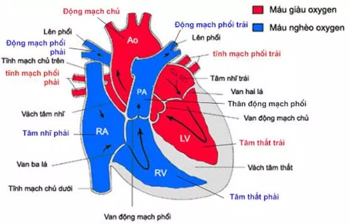 Cơ cấu của tim mạch( Nguồn: Internet)