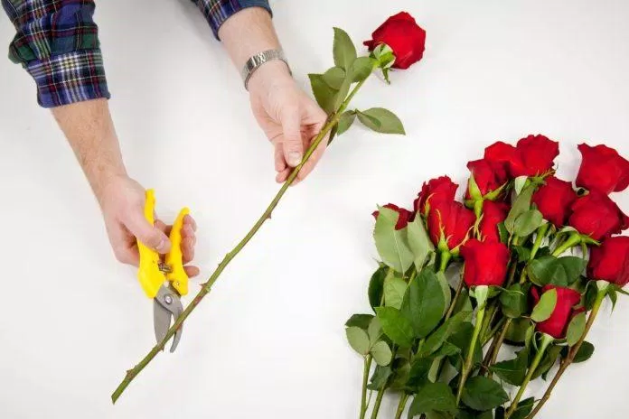 Cách giữ hoa tươi lâu, pha nước cắm hoa giúp hoa tươi lâu cả tuần. (Ảnh: Internet)
