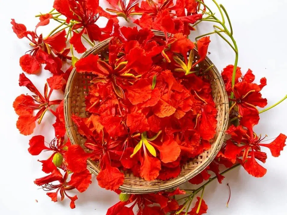 Hoa phượng có vị chua nhè nhẹ (Ảnh: Internet) Hoa phượng có vị chua nhè nhẹ (Ảnh: Internet)