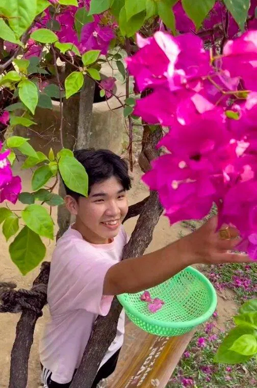 Tác dụng của hoa giấy (Ảnh: Internet)