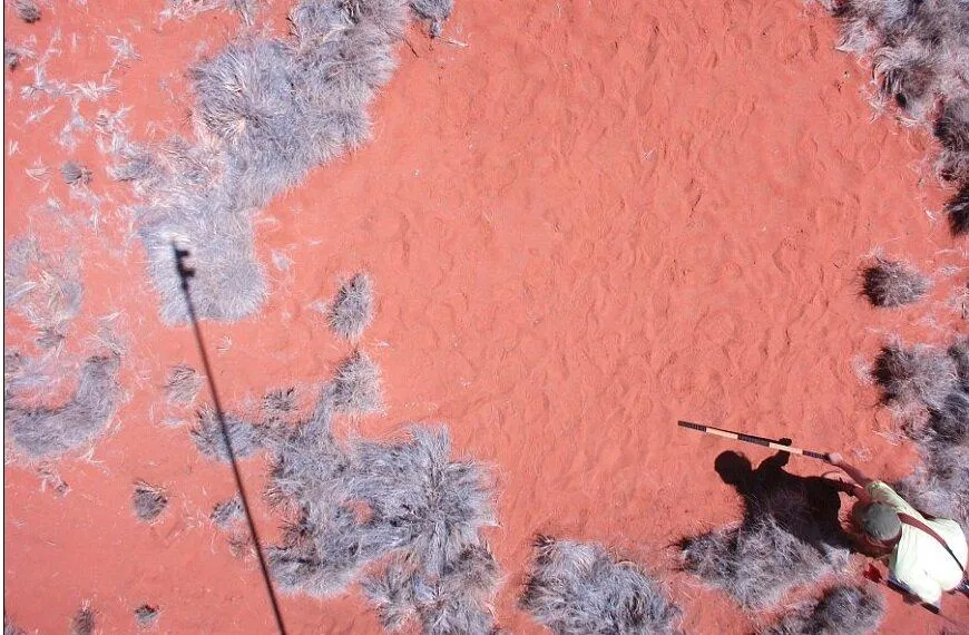 Thủ phạm tạo nên những hình tròn khổng lồ này là gì? (Nguồn: Internet)