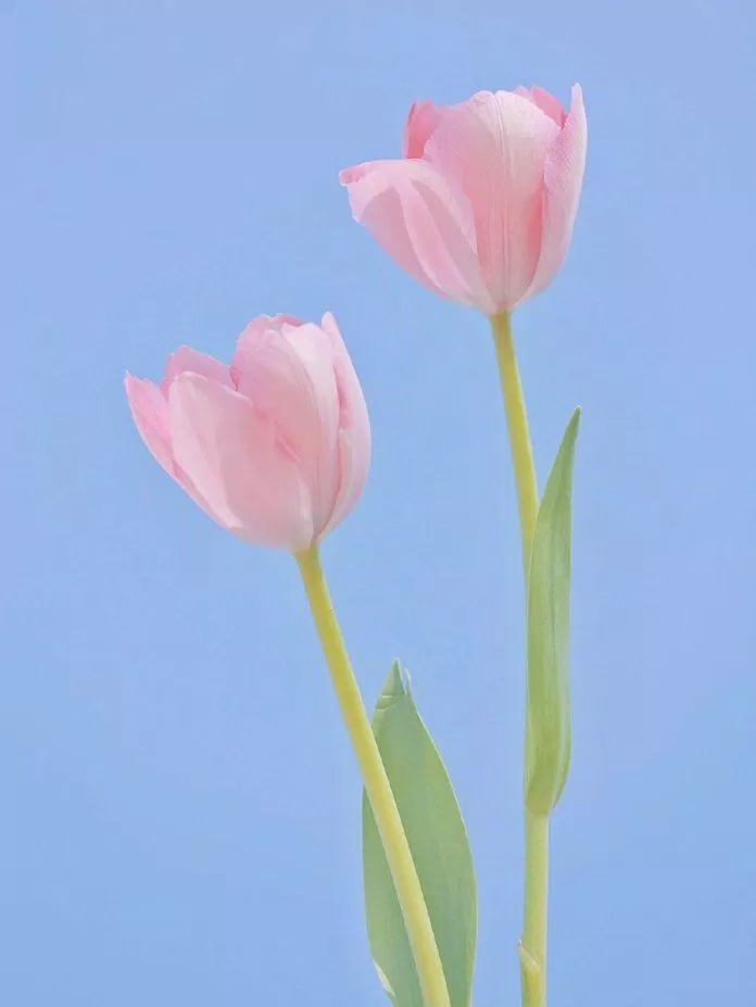 Hình nền hoa tulip cho điện thoại (Ảnh: Internet)