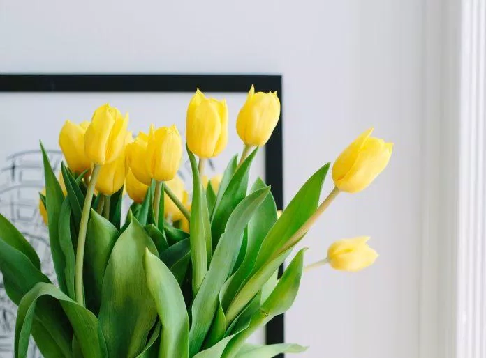 Hình nền hoa tulip cho máy tính (Ảnh: Internet)
