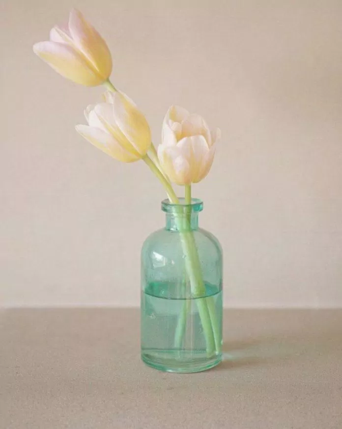 Hình nền hoa tulip chill đẹp ấn tượng (Ảnh: Internet)