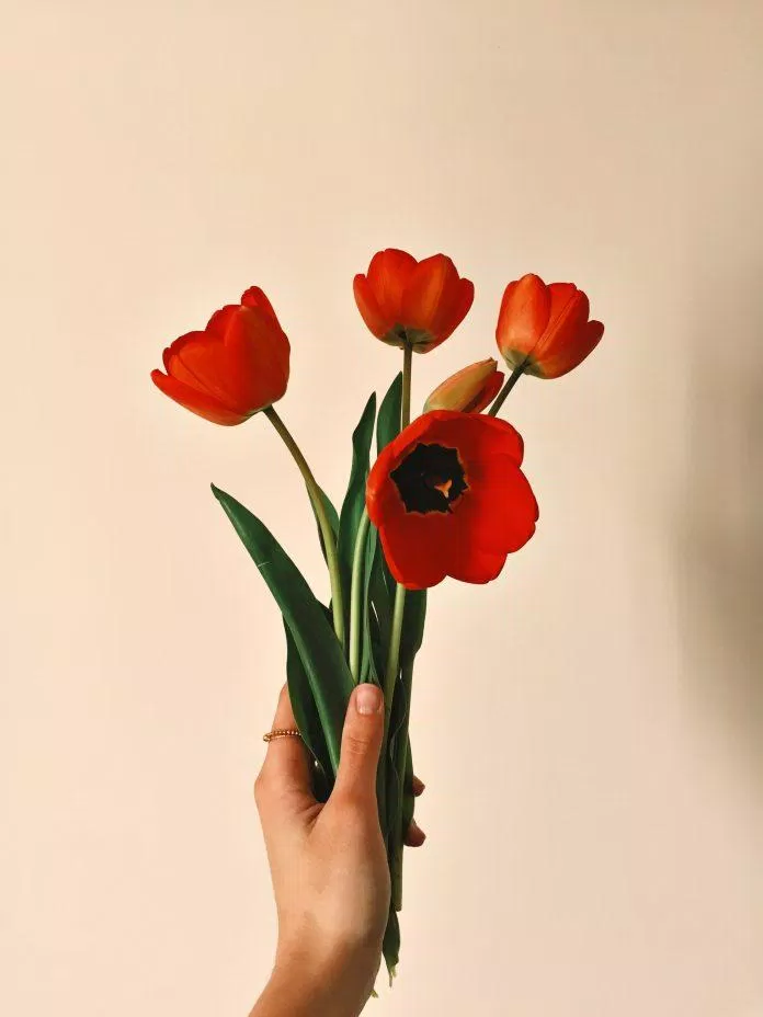 Ý nghĩa hoa tulip đỏ (Ảnh: Internet)