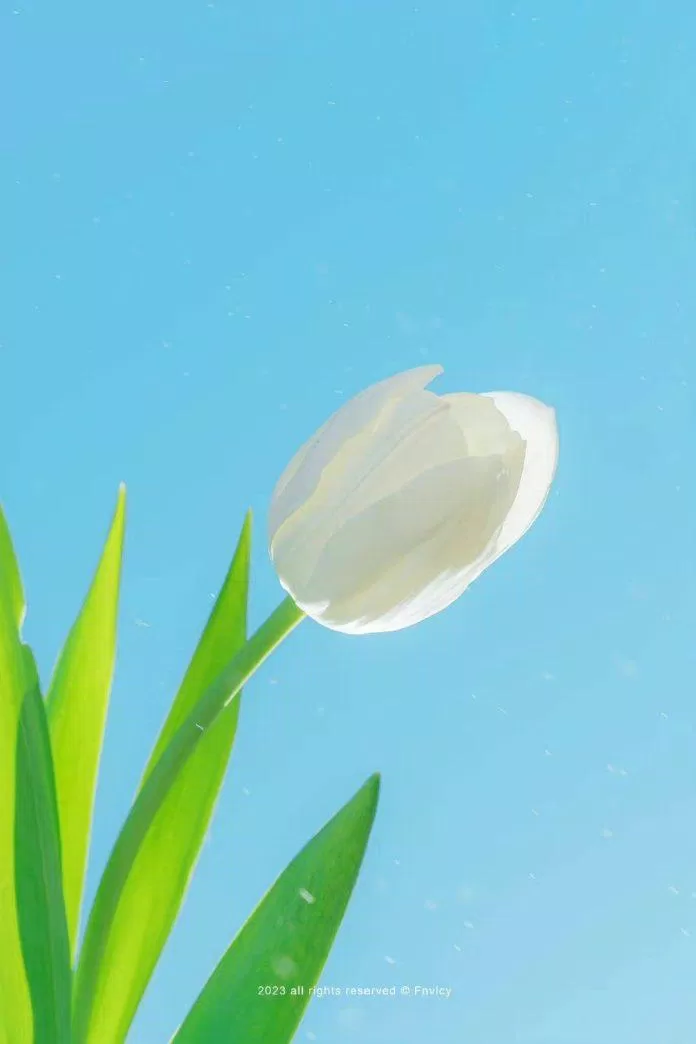 Ý nghĩa hoa tulip trắng (Ảnh: Internet)