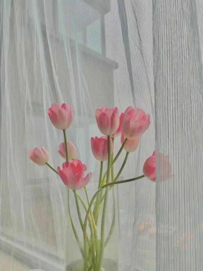 Cập nhật 88+ hình ảnh hoa tulip đẹp nhất mới nhất - Tin Học Vui