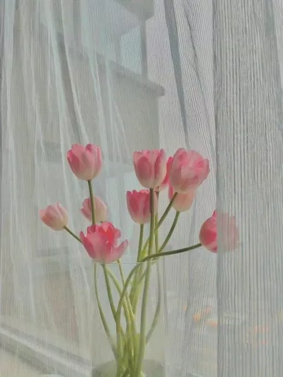 Ý nghĩa hoa tulip hồng (Ảnh: Internet)