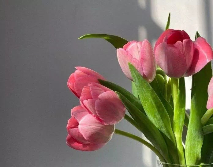 Hình nền hoa tulip cho máy tính (Ảnh: Internet)