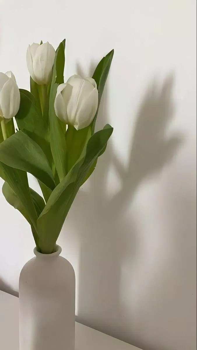 Hình nền hoa tulip trắng đẹp thanh lịch (Ảnh: Internet)