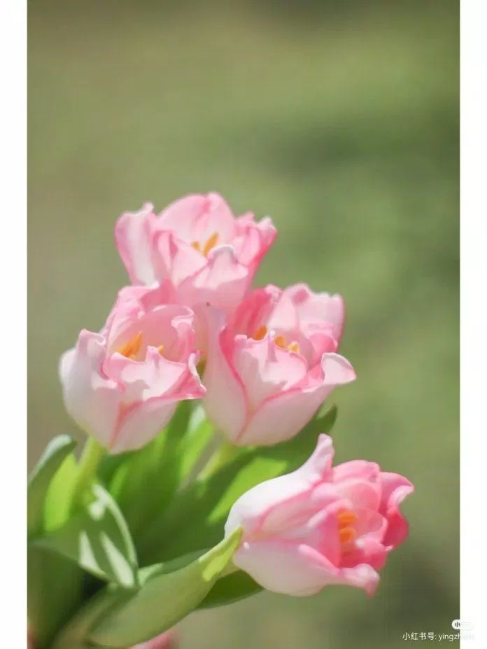 Hình nền hoa tulip chill đẹp ấn tượng (Ảnh: Internet)