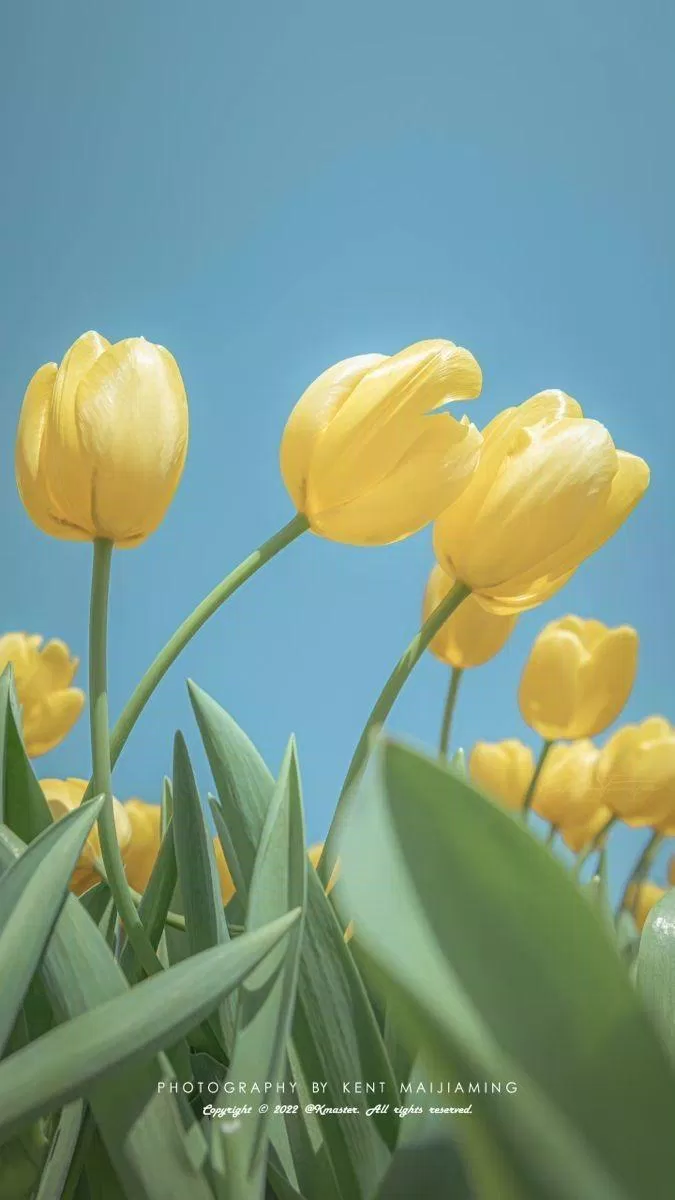 Hình nền hoa tulip vàng sang trọng (Ảnh: Internet)