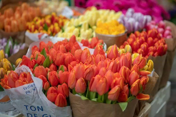 Ý nghĩa hoa tulip là gì? (Ảnh: Internet)