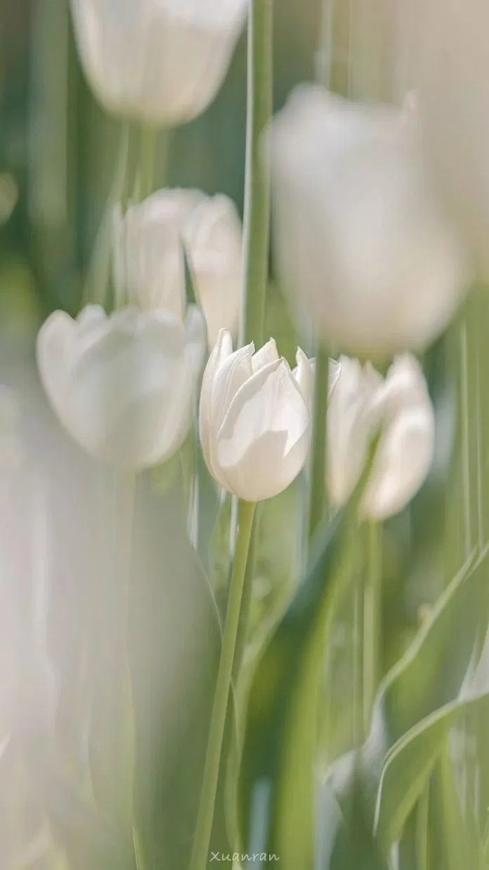 Hình nền hoa tulip trắng đẹp thanh lịch (Ảnh: Internet)