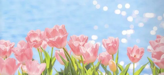 Ý nghĩa hoa tulip là gì? 999 hình nền hoa tulip chill, đẹp nhất trên Pinterest - BlogAnChoi Ý Nghĩa Hoa Tulip Là Gì? 999 Hình Nền Hoa Tulip Chill, Đẹp Nhất Trên Pinterest - Bloganchoi