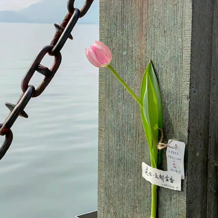 Hình nền hoa tulip cho điện thoại (Ảnh: Internet)