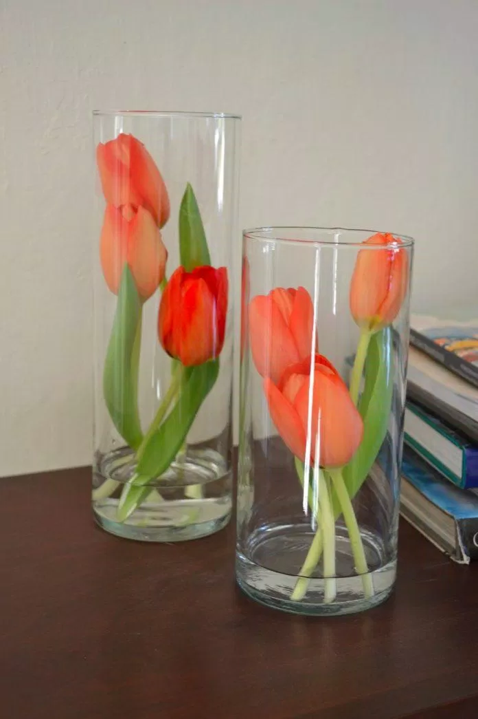 Ý nghĩa hoa tulip là gì? 999 hình nền hoa tulip chill, đẹp nhất trên Pinterest ấn tượng điện thoại hình nền hình nền hoa tulip hình nền hoa tulip chill hoa tulip hoa tulip hình nền máy tính sang trọng sự thật sự thật thú vị thanh lịch thú vị