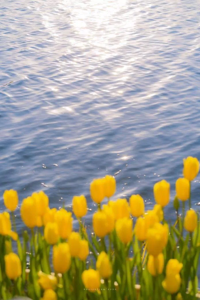 Hình nền hoa tulip cho máy tính (Ảnh: Internet)